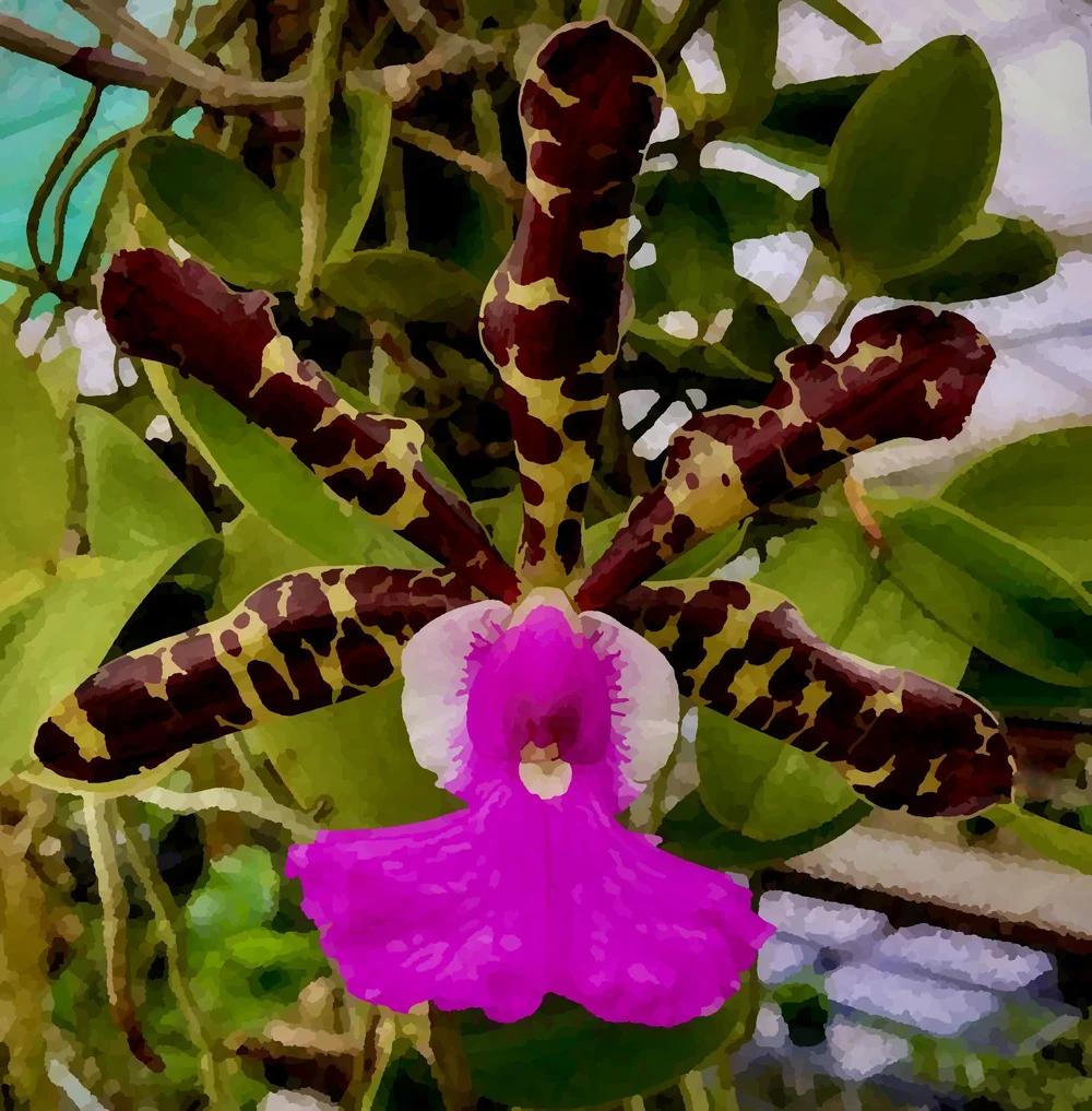 Cattleya aclandiae - The Leopard Print Boss o' Bossa Nova